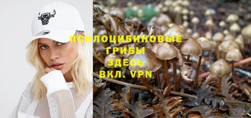 Псилоцибиновые грибы Psilocybe  Лянтор 